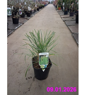 Calamagrostis acut. 'Overdam' C 2 L